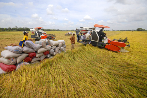 Mekong River Delta farmers enjoy a bumper rice crop